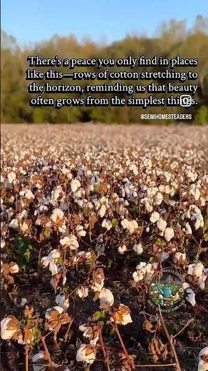 Breathtaking Cotton Fields in the South | Harvest Season #cottonfield