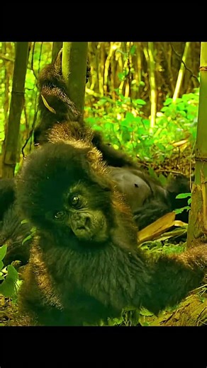 WondersOfJungle | Some of our closest relatives-"Gorillas" #wildlife #interestingfacts #animals #naturelovers #nature #documentary #gorilla | Instagram