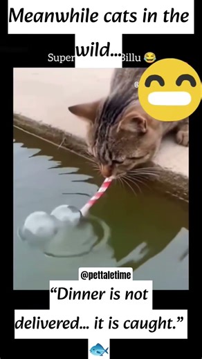 POV – wait for Cat's fishing skills 😂#shorts #cat #trending #foryou