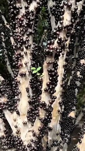 Pohon jaboticaba tinggi besar berbuah hingga ke akar pohon #jaboticaba #anggurpohon #anggurbrazil
