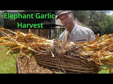 HUGE Elephant garlic harvest! #garden #gardening