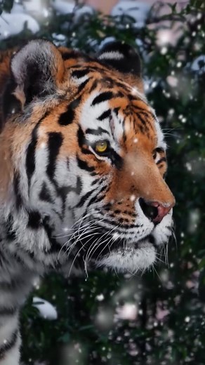 🐈 This is a beautiful and extremely rare Amur tiger. Here are curious facts about them: 👉 Amur tigers are the giant wild cats in the world. Male Amur tigers can grow up to 10 feet long and weigh up to 660 pounds. 👉 Amur tigers are adapted to the cold climate. Their fur is thick, and their coats are orange with black stripes. 👉 Amur tigers are excellent swimmers. They can leap up to 10 feet in the air. They can run up to 40 miles per hour. 👉 Amur tigers are solitary animals. Adult Amur tiger