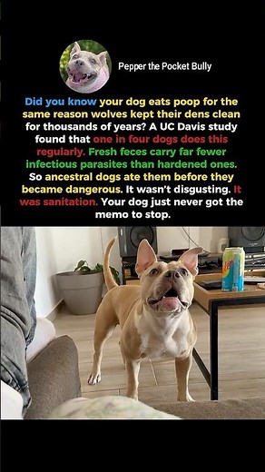 Your Dog Eats Poop for a Reason Science Can Actually Explain #shorts