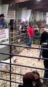 An adorable miniature heifer selling for $3,750 in the USA! 😍🇺🇸 📹 Fremont Exotic Animal Auction | Farmers Guardian