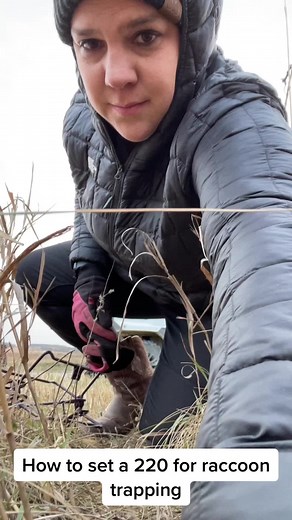How set a 220 on a raccoon trail. #shetraps #sarahstraplinelures #raccoontrapping #trapping #iowa #cornfed #nuissance