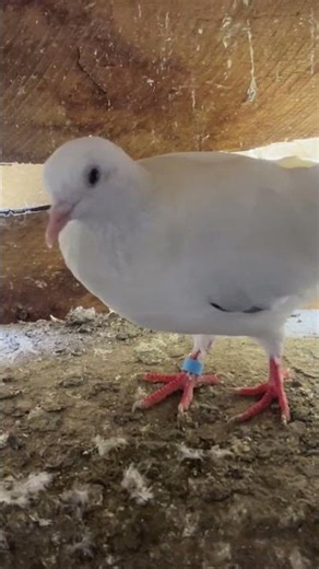🏠 Inside My Pigeon Loft Today #pigeons #pigeon