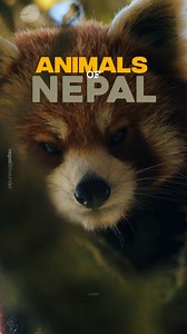 Animals of Nepal 🇳🇵 #animalsofnepal #nepal #nepal8thwonder | 'Nepal' 8th wonder of the world