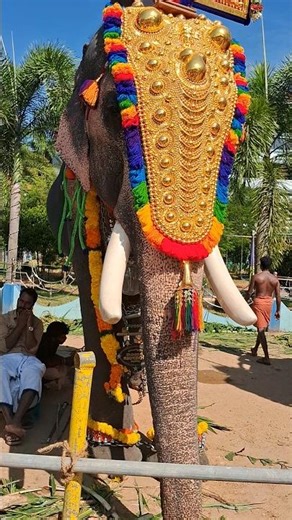 അക്കരമ്മൽ ശേഖരൻ | akkarammal shekaran | varakkara pooram 2026 | #shorts | #elephant