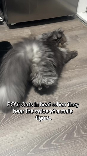 Understanding Cats in Heat: Signs, Sounds, and Behaviors Explained