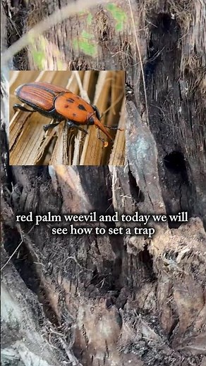 Red palm weevil trap setup | சிவப்பு பனை வண்டு வலை அமைப்பு #farming