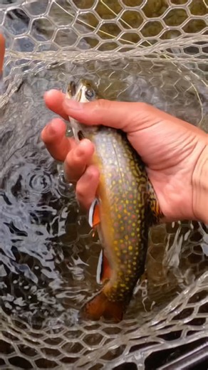 INSANE native brook trout on a dry fly!