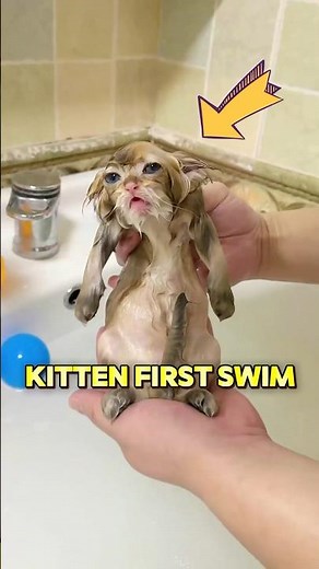 This kitten take a bath for the first time and learns how to swim