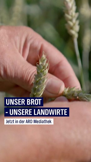 Brot ist eines der wichtigsten Nahrungsmittel der Welt und deutsches Kulturgut. 🍞 Doch welche Menschen sorgen dafür, dass man frisches, gesundes und köstliches Brot essen kann? Dieser Frage geht die dreiteilige Doku-Serie "Unser Brot" nach, die zeigt, wer und mit welcher Leidenschaft für das tägliche Brot gearbeitet wird: die Landwirte, Mühlen und Bäcker. 👉 ndr.de/Unser-Brot,sendung1379416.html | NDR Fernsehen