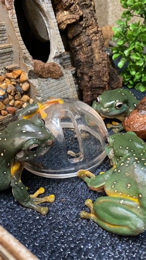 While they are magnificent, our magnificent tree frogs don't know moderation at meal time. They tend to eat their crickets too quickly. So this little contraption serves as a "slow release" feeder—and proverbial water cooler. | Stone Zoo