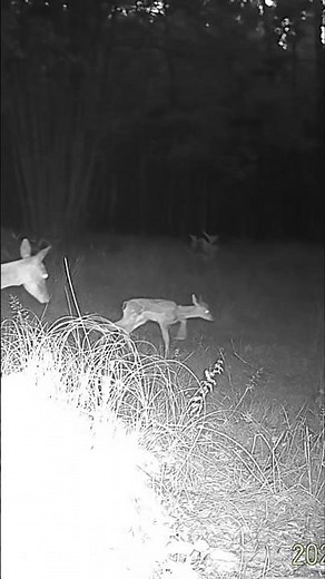A fawn learns to walk