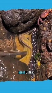 1.7M views · 2.6K reactions | Hati Hati jika bertemu belut listrik, bisa terjadi konslet dan meledak #reels #belutlistrik #viralchallenge | Eko Susanto | Facebook