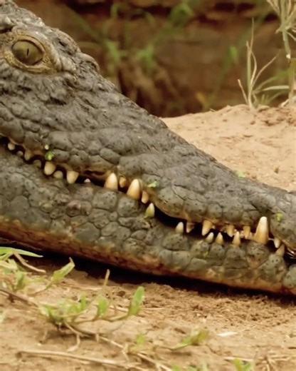 Nile crocodiles are surprisingly caring mothers #mothers #shorts #wildlife #crocodiles