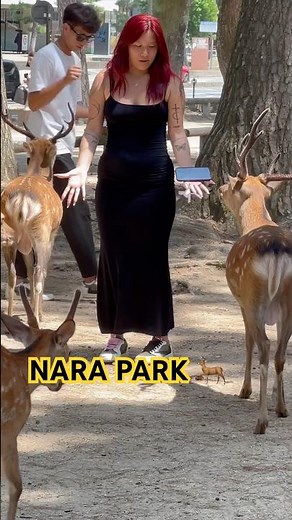 奈良の鹿さん🦌に癒される外国人観光客#narapark #narajapan #shortvideo