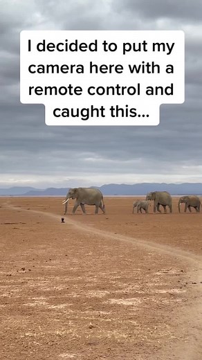 Captivating Wildlife Photography: Remote Camera Surprises