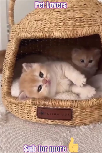 2.5K views · 224 reactions | New funniest cats video 2023 | Cute Kittens | Facebook