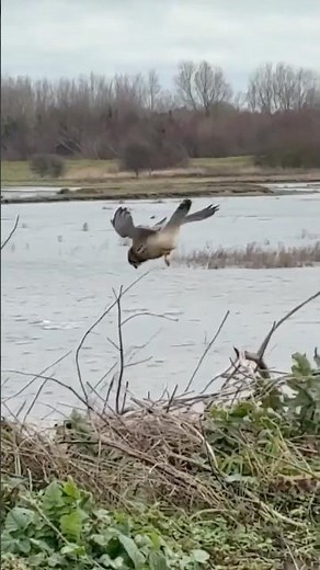 The Kestrel’s Secret: Mastering the Art of Flying in Place