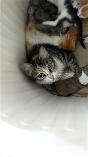 Adorable Mama Cat Playing with Her Kittens Inside Washing Machine 🐱 | Original @Catslife786 Video