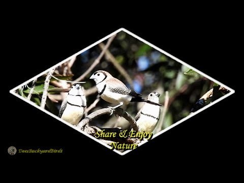 42~Bird Calls/Songs/Sounds~Owl Finches~Australian Backyard Garden Birds Singing
