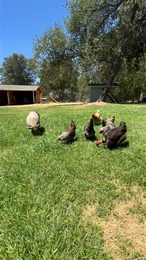 Comment RURAL if buying a mini farm in the Auburn, CA area is on your 2026 to-do list! I will get my Rural Living Guide right over to your DMs. Living on acreage and living rurally is different than the suburbs or the city. Get my guide to help you with the differences! Casey Serafino, Realtor @caseyserafinorealtor Gateway Properties DRE 02025884 916.524.6522 | Casey Serafino Lee