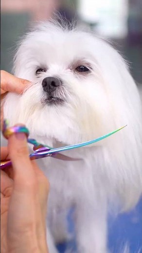 The cutest Maltese in the world got even cuter with a haircut!! ✂️❤️🐶