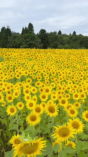 ひまわり/Sunflower #sunflower #himawari #ひまわり#おすすめ #japan #nature #summer #japanlife #naturevibes #traveljapan #thisisjapan