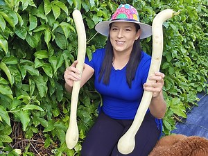 Tromboncino Rampicante Huge Italian Heirloom Zucchini Squash Vegetable Seeds - Etsy