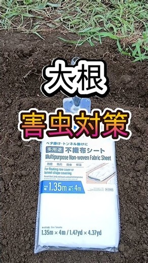 ダイコン害虫対策！初心者でも簡単です！対策をしないと葉っぱが害虫に食害されます！家庭菜園