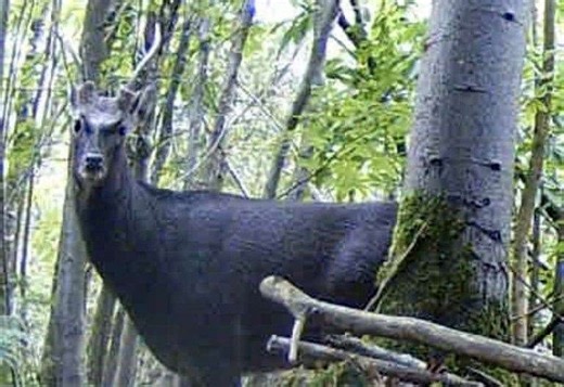 ‘Rare’ sika deer captured on film