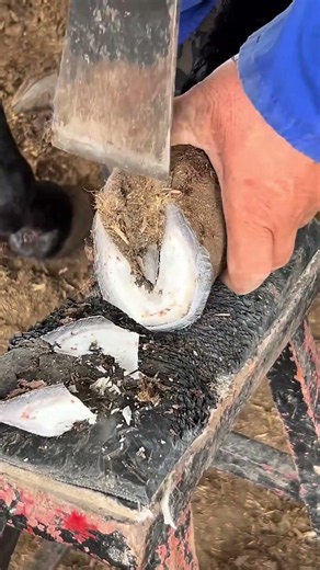 Watch This Donkey Walk Happily Again! 🐾✨ #shorts #hoof #satisfying #happyanimals