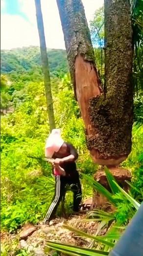 The Expert Tree Cutter #treecutting #cuttingskills