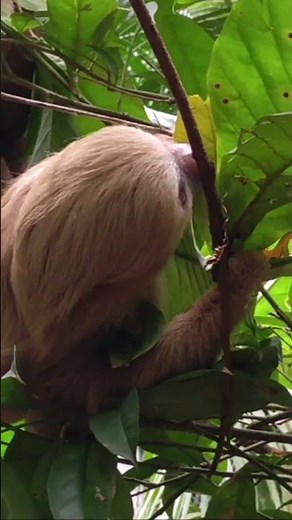 Hoffmann's Two-toed Sloth (Choloepus hoffmanni) #sloths #costaricawildlife #mammals
