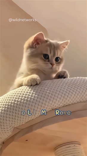 Another Funny Cats Compilation Part 59 #cat #catshorts #funniestcats #catdance #trend #tranding #fyp