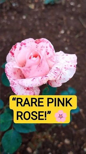 Rare Spotted Pink Rose Blooming 🌸 Nature’s Beauty | #shorts