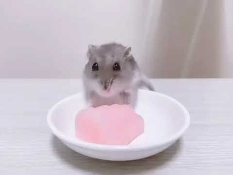 Hamster trying a delicious pudding