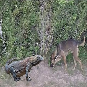 2.1M views · 8.7K reactions | Street Dogs Vs Komodo Lizard Fight | Wild World | Facebook