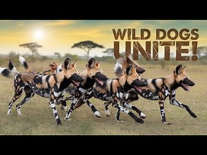 The Surprising Cooperation of the African Wild Dog