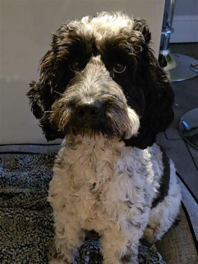 I recon your correct Dottie the amount of squirrels you chase..... #dogsoftiktok #cockapoolove #dog #dogs #cockapoo