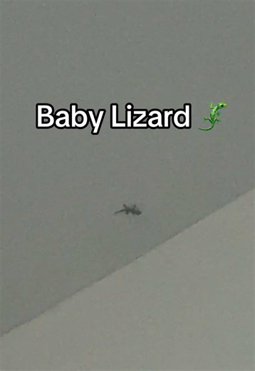 What I thought was a Cockroach in our room turned out to be a baby lizard 🦎 🥹