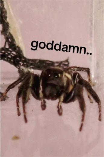 his name is Zucchini :) #spider #bug #arachnid #funnyvideos #funnyanimal