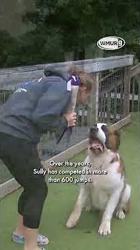 NH Chronicle: Dock diving dog Sully holds record for most titles by a Saint Bernard in the AKC