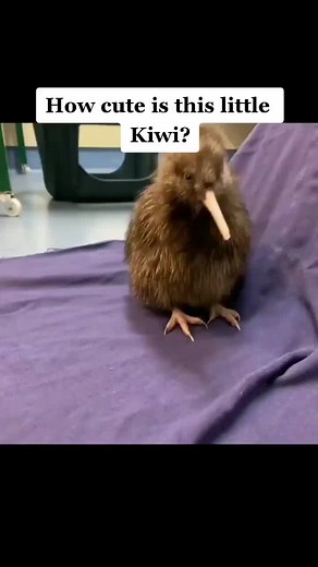 Adorable Kiwi Bird: A Cute Compilation