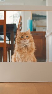 8K views · 26 reactions | Get groceries & more delivered & put away free by trusted associates from your store. Become a Walmart+ InHome member today. | Walmart | Facebook