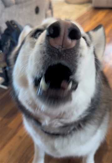Teaching huskies to speak more than they already do may or may not have been a good idea 🤪 #huskylife #dogsoftiktok #huskiesoftiktok #talkingdog #dramatichusky