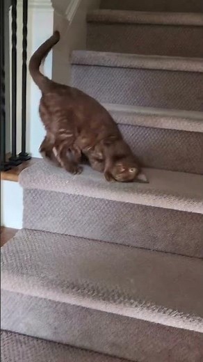 Slinky Cat Rolls Down Stairs