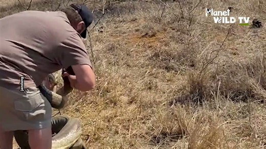 Snake wrangler catches huge snakes